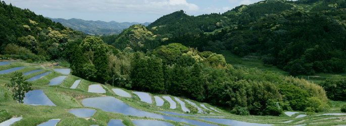 鴨川の棚田