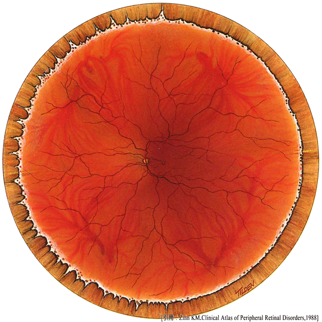 図 01 ora serrata