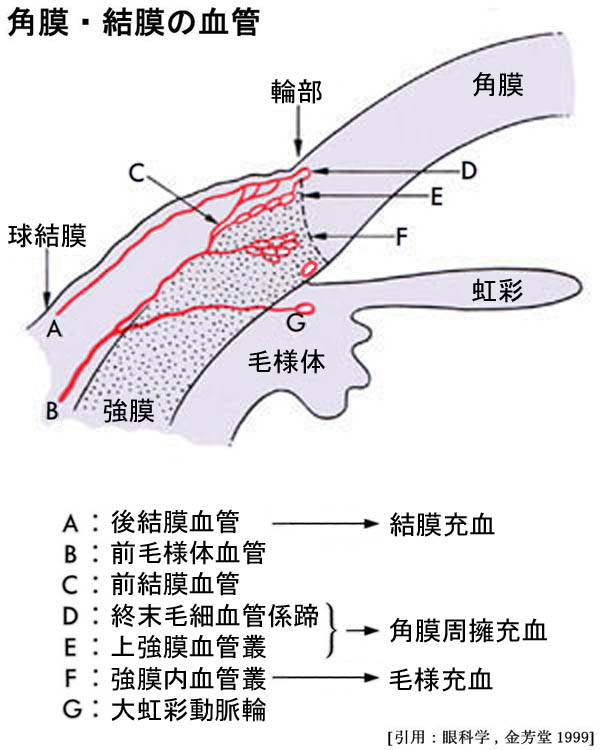 図 02 輪部血管