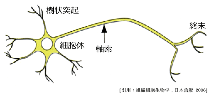 図 02 ニューロン