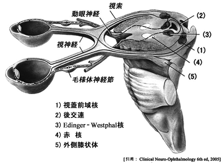 対光反射経路