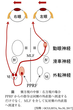 側方視