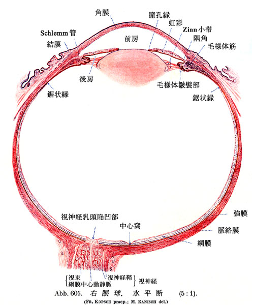 図 補 眼球断面