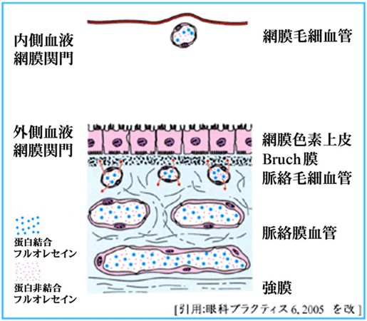 図 50 血液関門