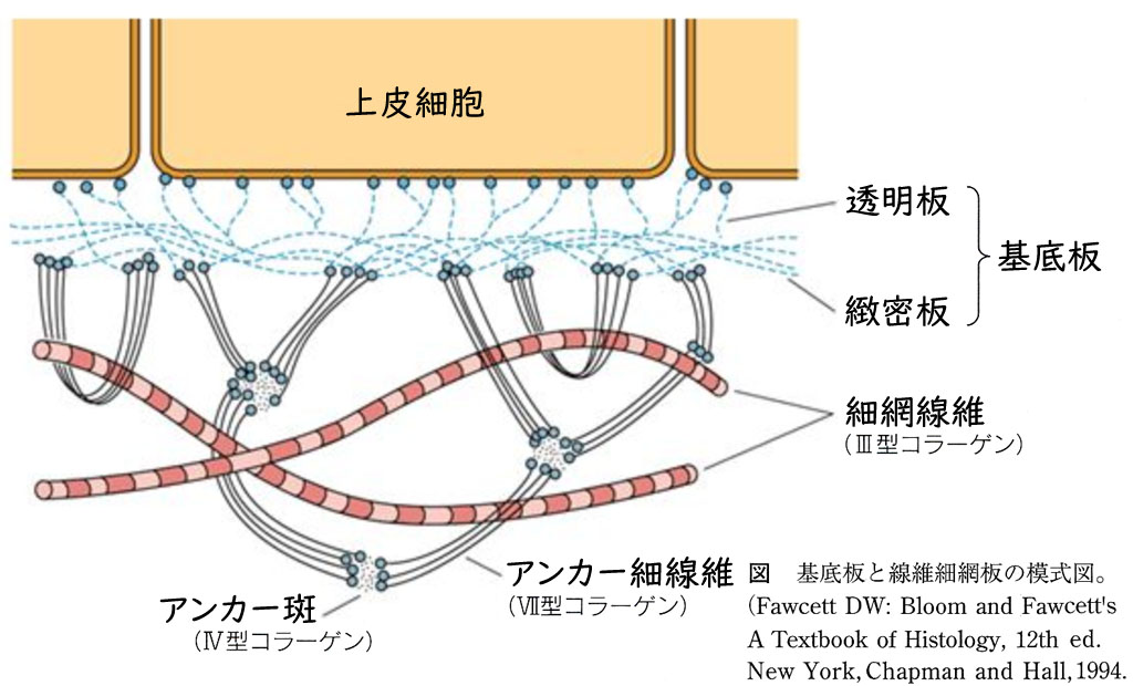 図 補