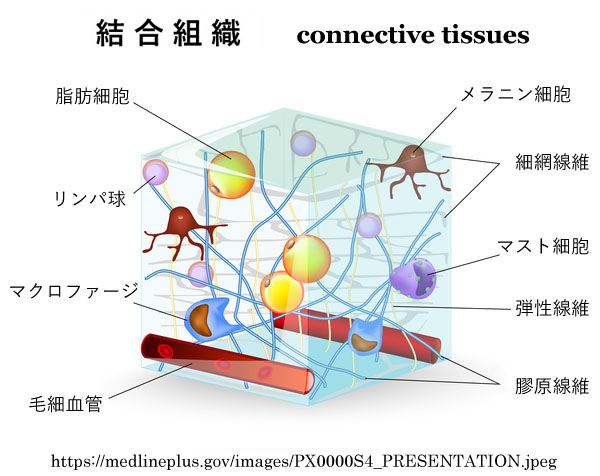 図 補 結合組織