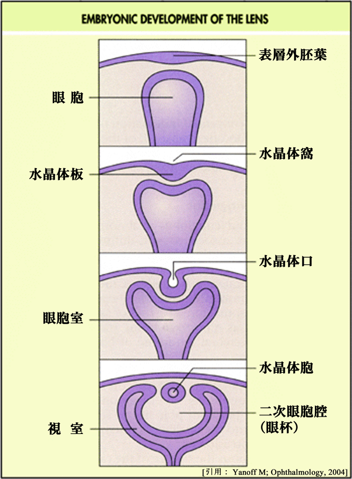 図 02 水晶体発生