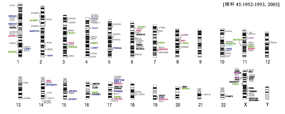 図 03 染色体