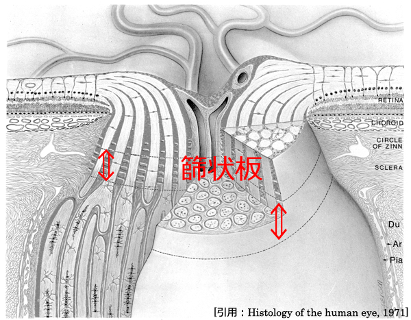 図 03 乳頭内構築