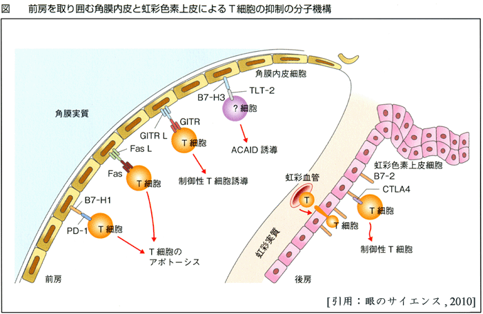 図 20