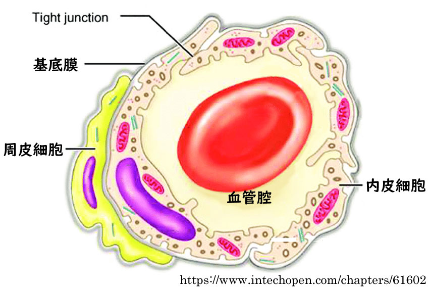 図 補 毛細血管
