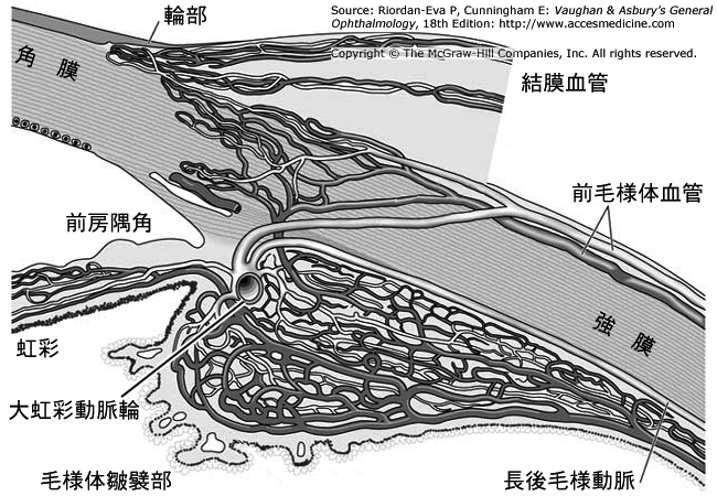 毛様体