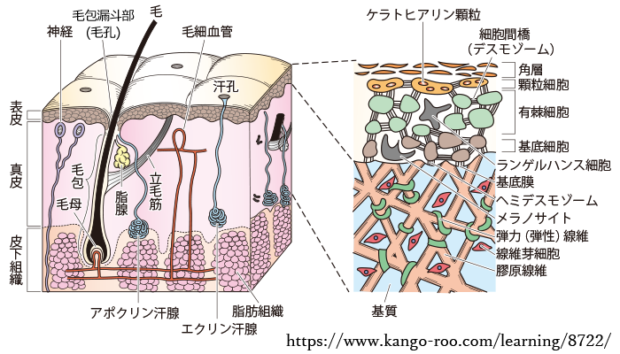 図 16 皮膚構造