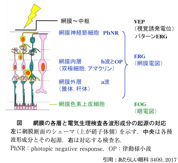 図 00 電気生理