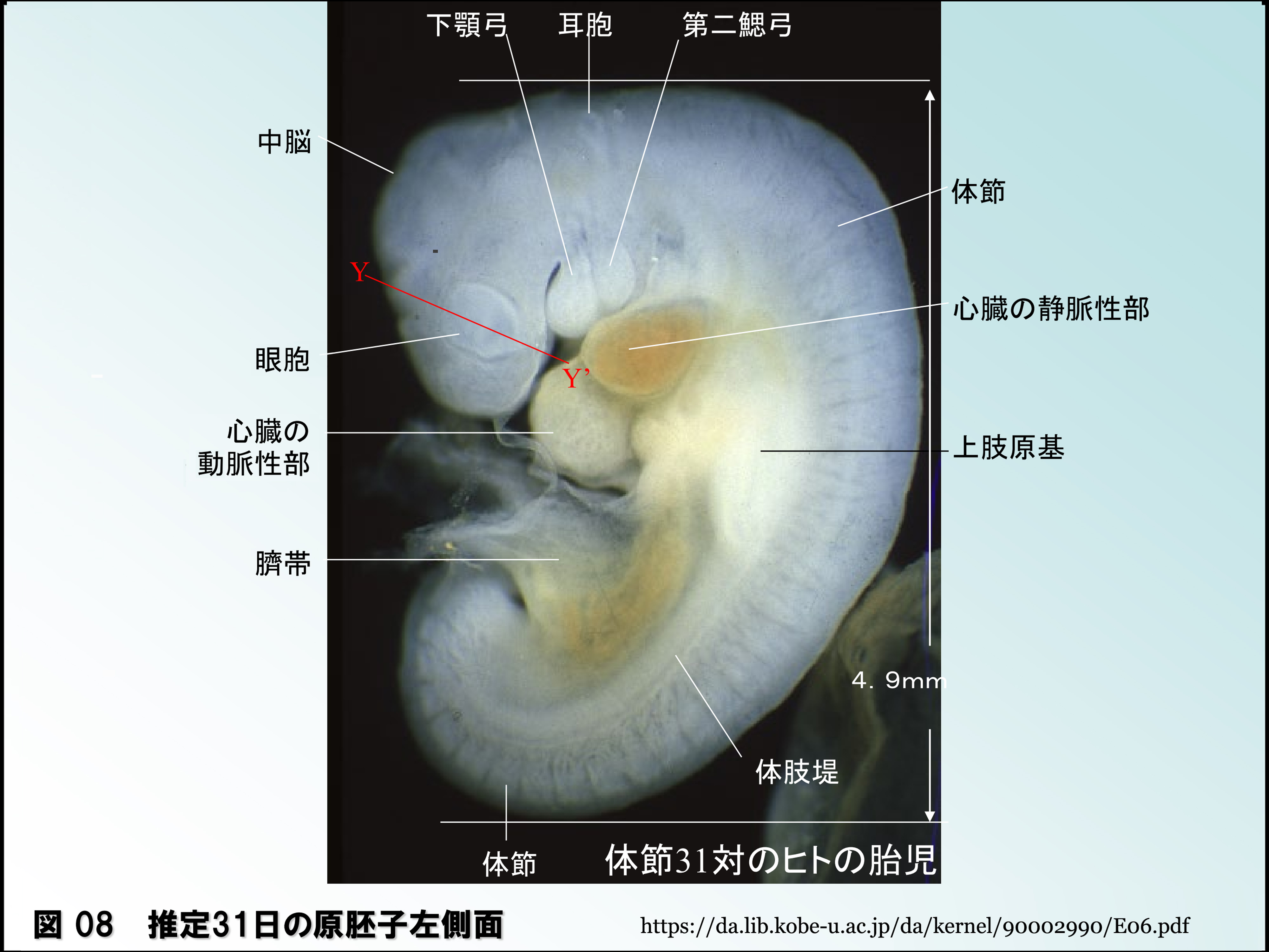 図 補 胚子