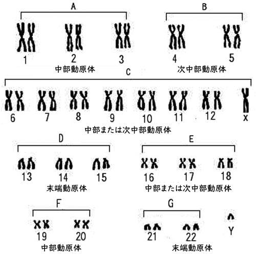 図 補