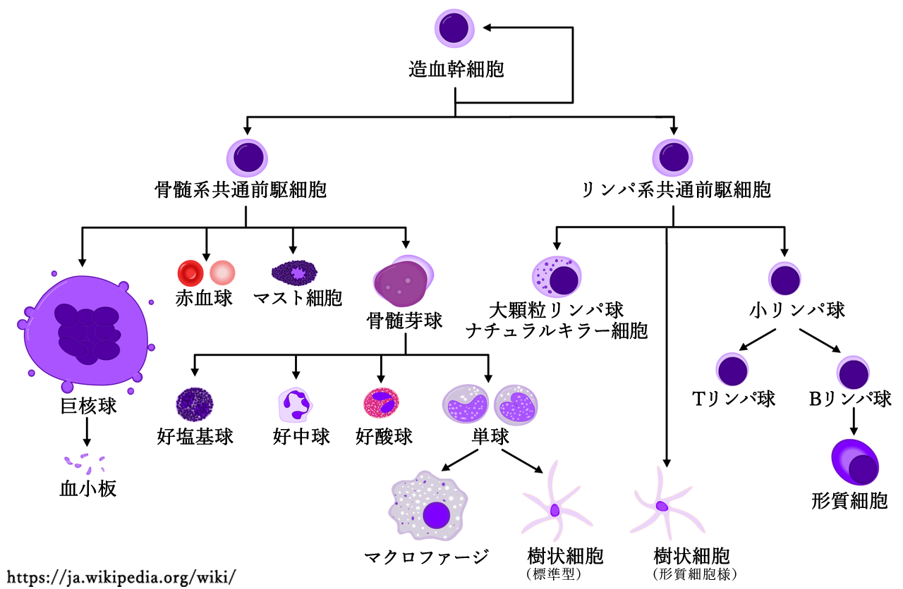 図 補 造血幹細胞