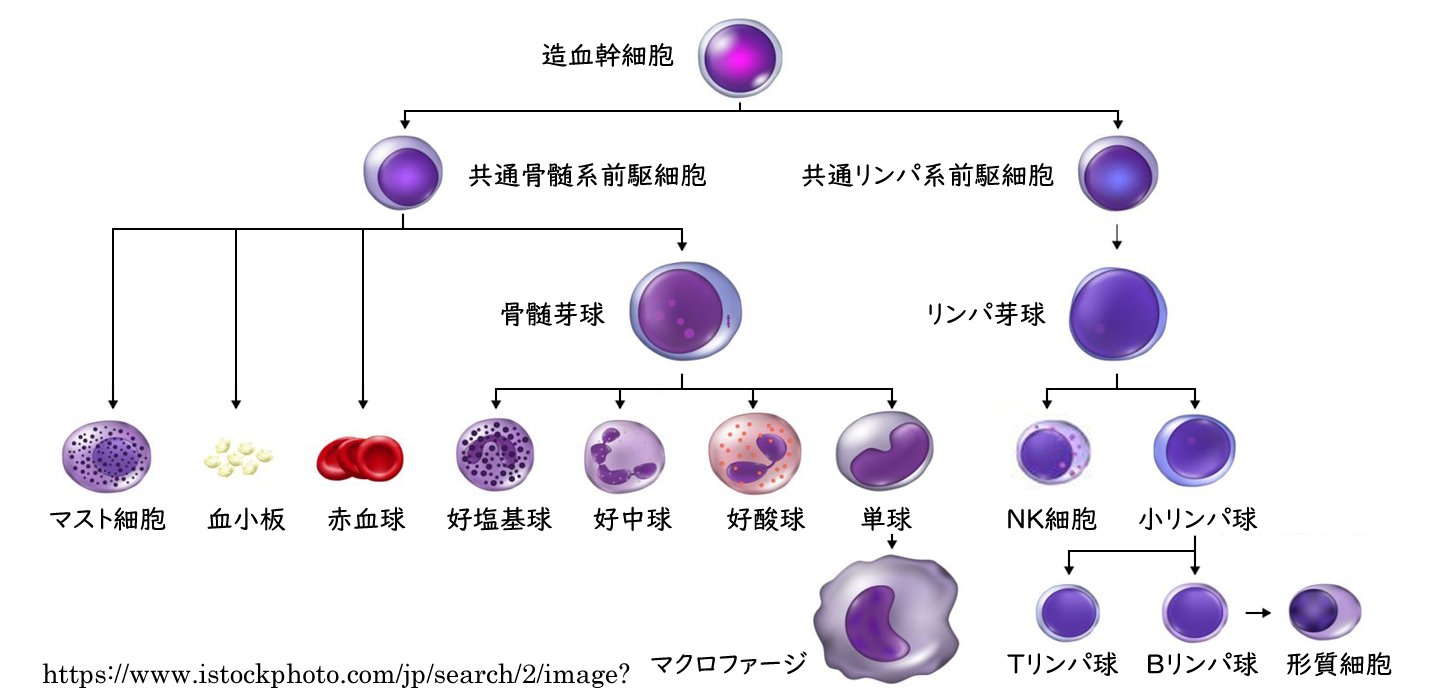 図 11 免疫細胞