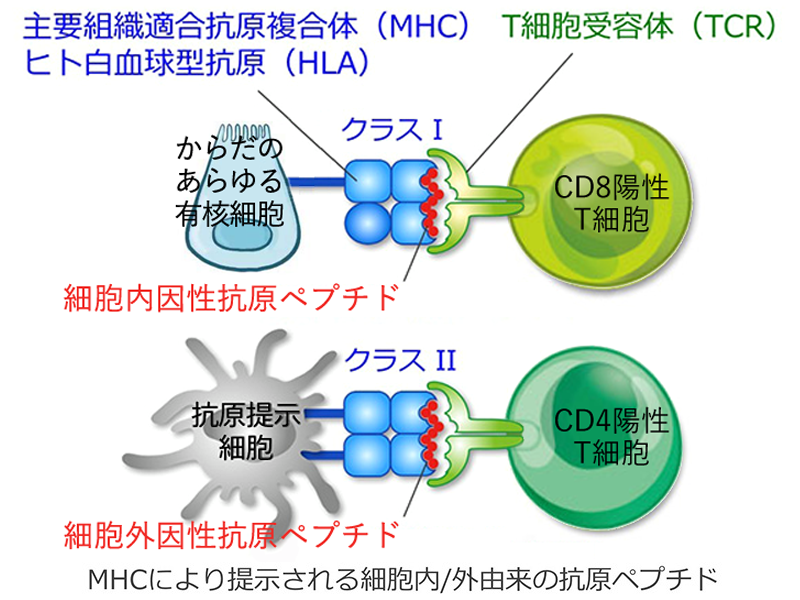 図 補