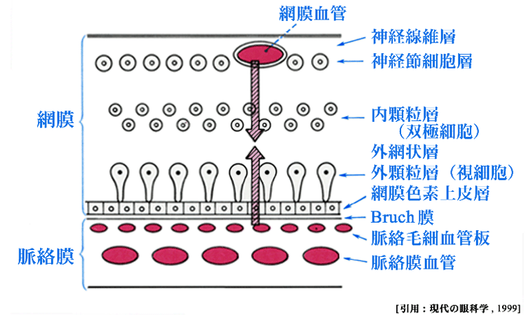 図 38 血管