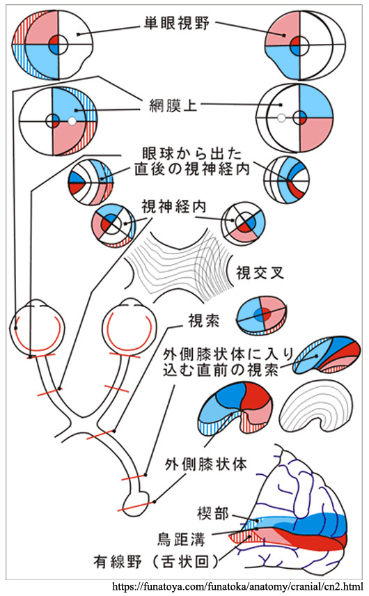 図 12