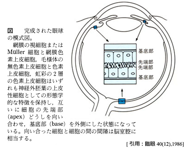 図 01 網膜の極性