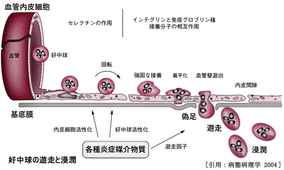 図 01白血球遊走