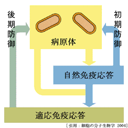 図 01 免疫