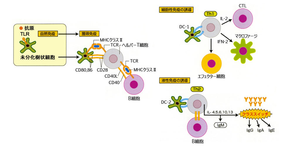 図 02 適応免疫