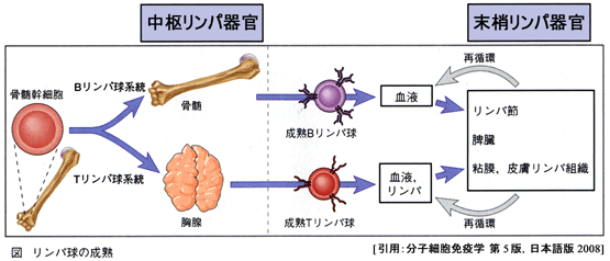 図 03 りんぱ球