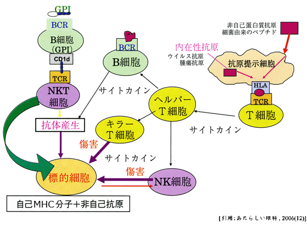 図 04 免疫系