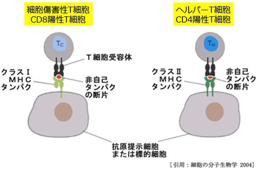 図 05Ｔ細胞