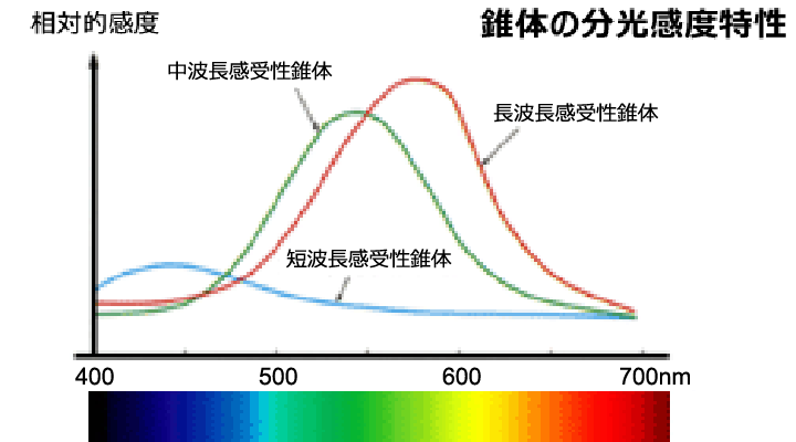 図13 三錐体