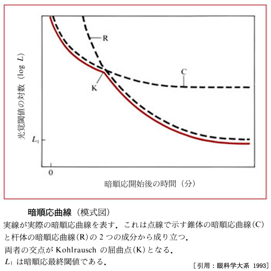 図 01 暗順応曲線