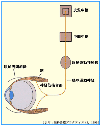 図 01 眼球運動の仕組み