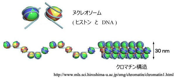 図 03 ヌクレオソーム