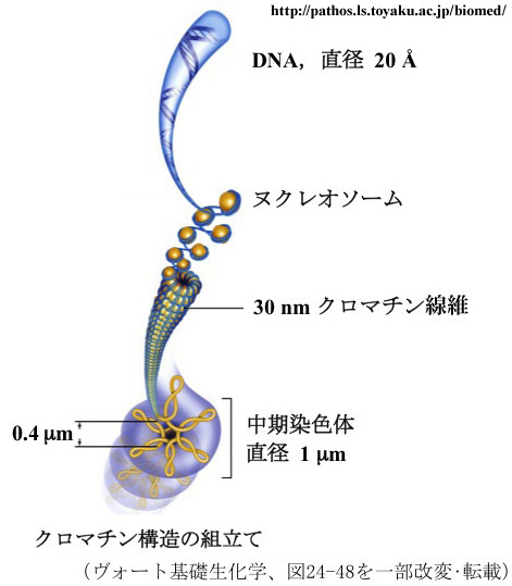 図 04 クロマチン