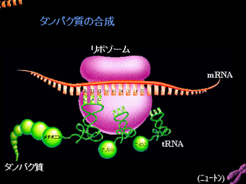 図 08 アミノ酸