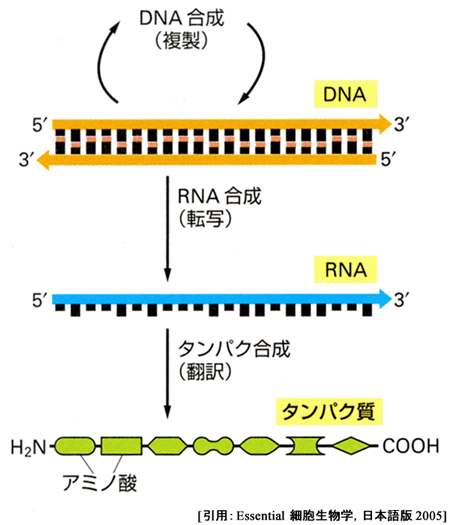 図 09 タンパク質