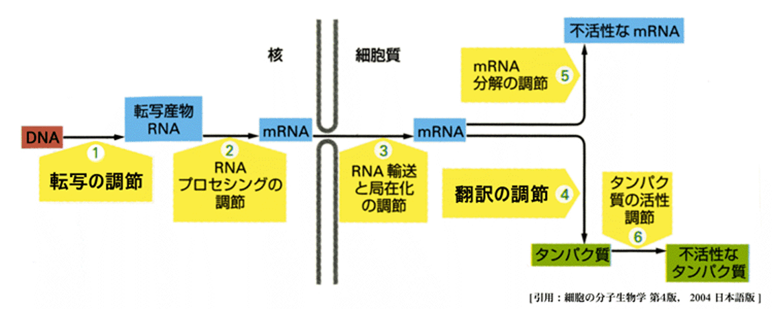 図 10 タンパク質