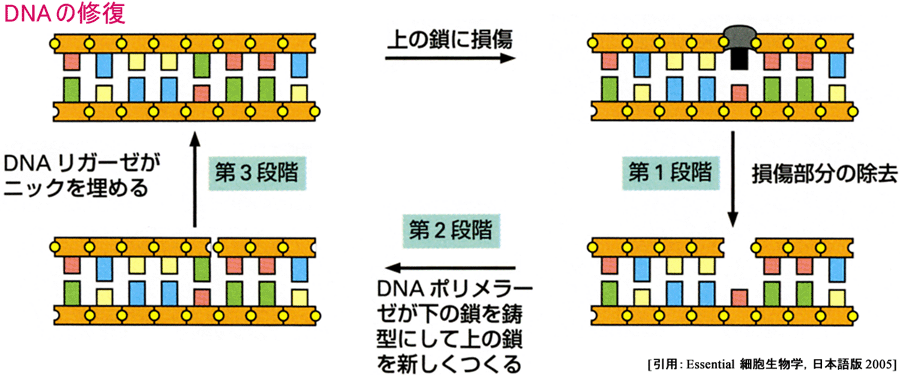 図 11 修復