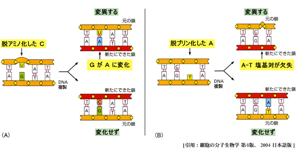 図 12 変異