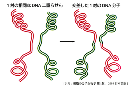 図 13 組み替え