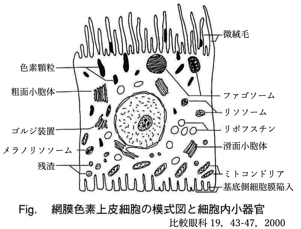 図 補
