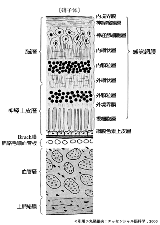 断面２